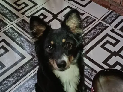 Cachorro raça SRD-ViraLata idade 1 ano nome Pipoca 
