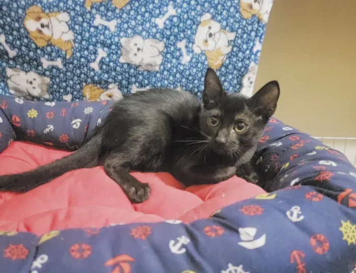 Gato raça SRD-ViraLata idade 2 a 6 meses nome Shoyu