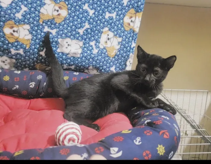 Gato raça SRD-ViraLata idade 2 a 6 meses nome Shoyu