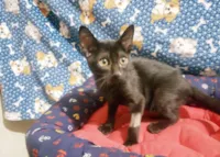 Gato raça SRD-ViraLata idade 2 a 6 meses nome Shoyu