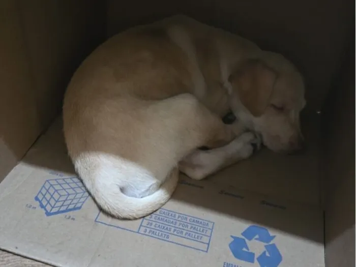 Cachorro raça SRD-ViraLata idade 2 a 6 meses nome Laila