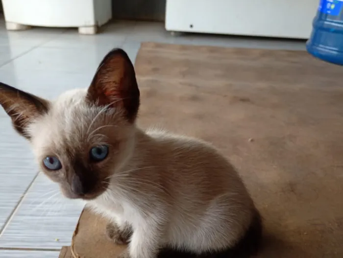 Gato raça Siamês idade Abaixo de 2 meses nome Sem nome