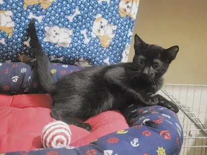 Gato raça SRD-ViraLata idade 2 a 6 meses nome Shoyu