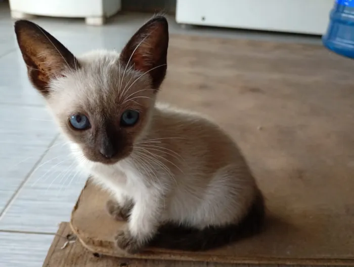 Gato raça Siamês idade Abaixo de 2 meses nome Você escolhe!