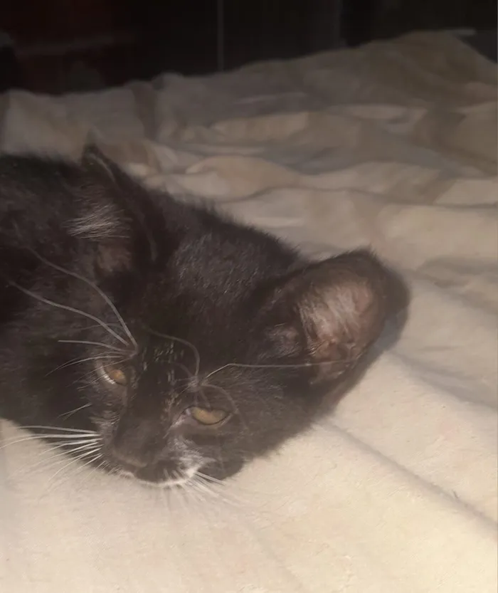 Gato raça SRD-ViraLata idade 2 a 6 meses nome Nina.Nini,Biscoito e Simba