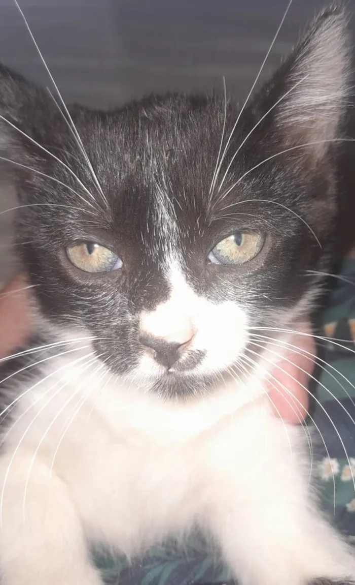 Gato raça SRD-ViraLata idade 2 a 6 meses nome Nina.Nini,Biscoito e Simba