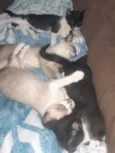 Nina.Nini,Biscoito e Simba