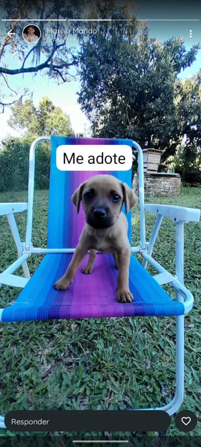 Cachorro raça SRD-ViraLata idade 2 a 6 meses nome Laika 