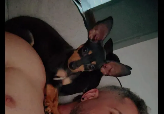 Cachorro raça Pinscher idade 2 a 6 meses nome Juninho