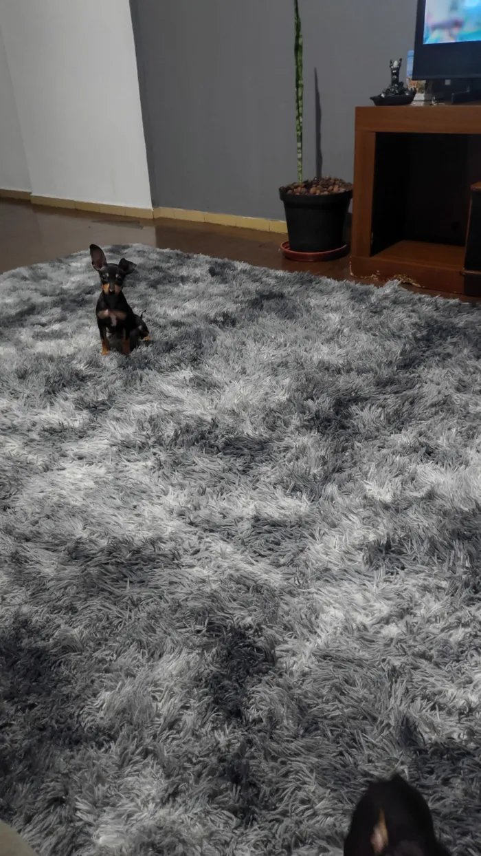 Cachorro raça Pinscher idade 2 a 6 meses nome Juninho