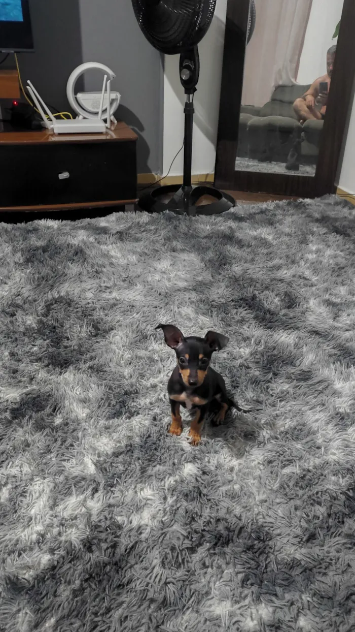 Cachorro raça Pinscher idade 2 a 6 meses nome Juninho