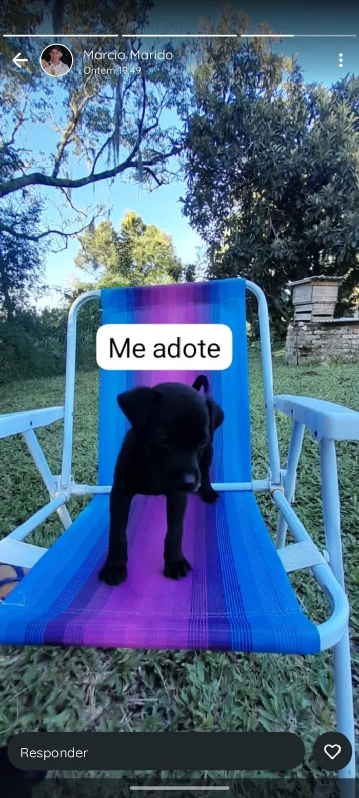 Cachorro raça SRD-ViraLata idade 2 a 6 meses nome flecha 