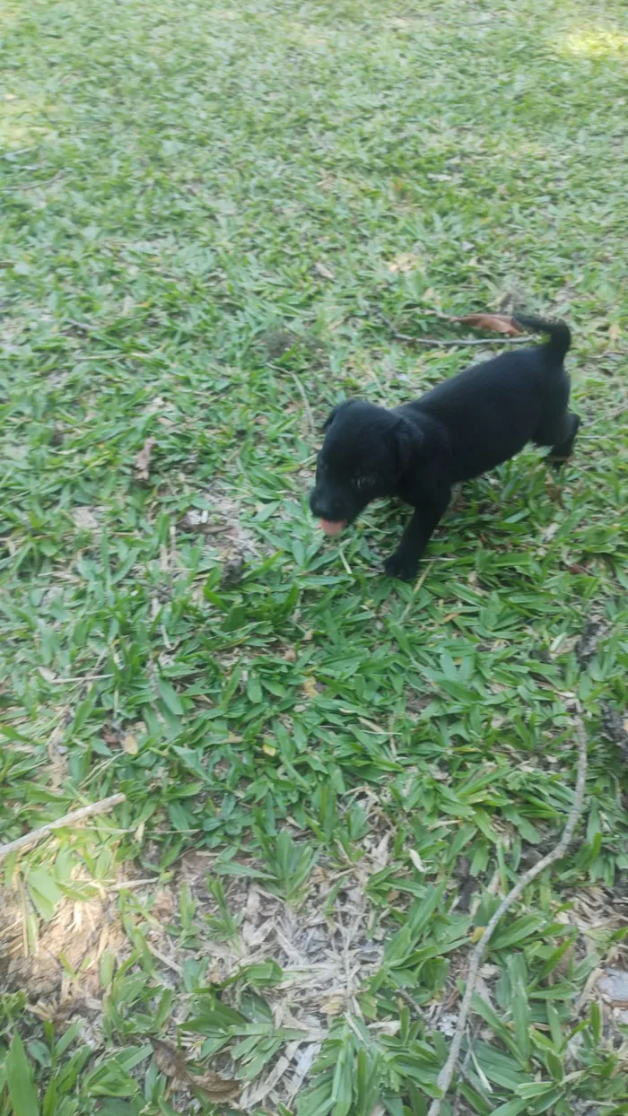 Cachorro raça SRD-ViraLata idade 2 a 6 meses nome flecha 