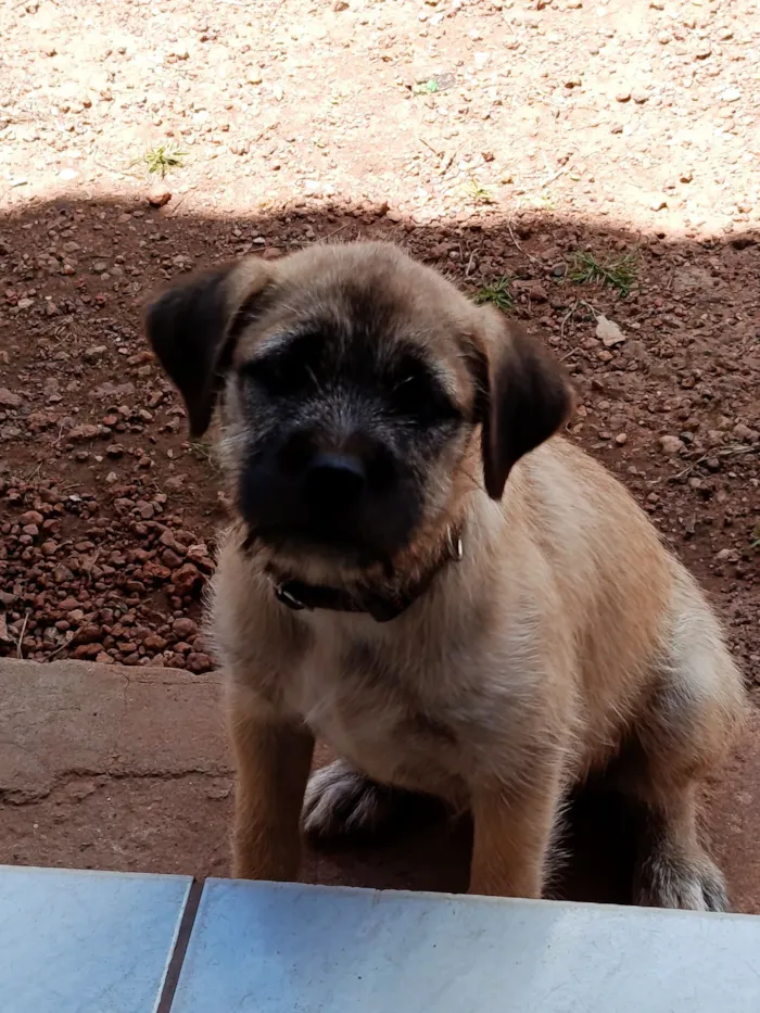 Cachorro raça SRD-ViraLata idade 2 a 6 meses nome Cacau