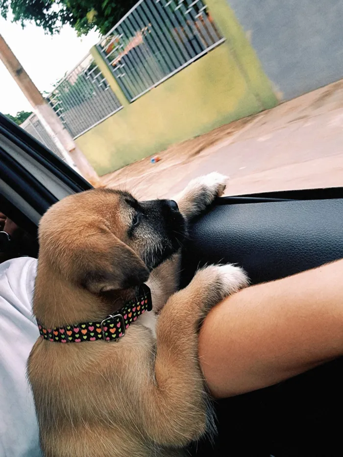 Cachorro raça SRD-ViraLata idade 2 a 6 meses nome Cacau