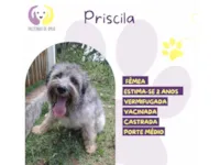 Cachorro raça SRD-ViraLata idade 2 anos nome Priscila