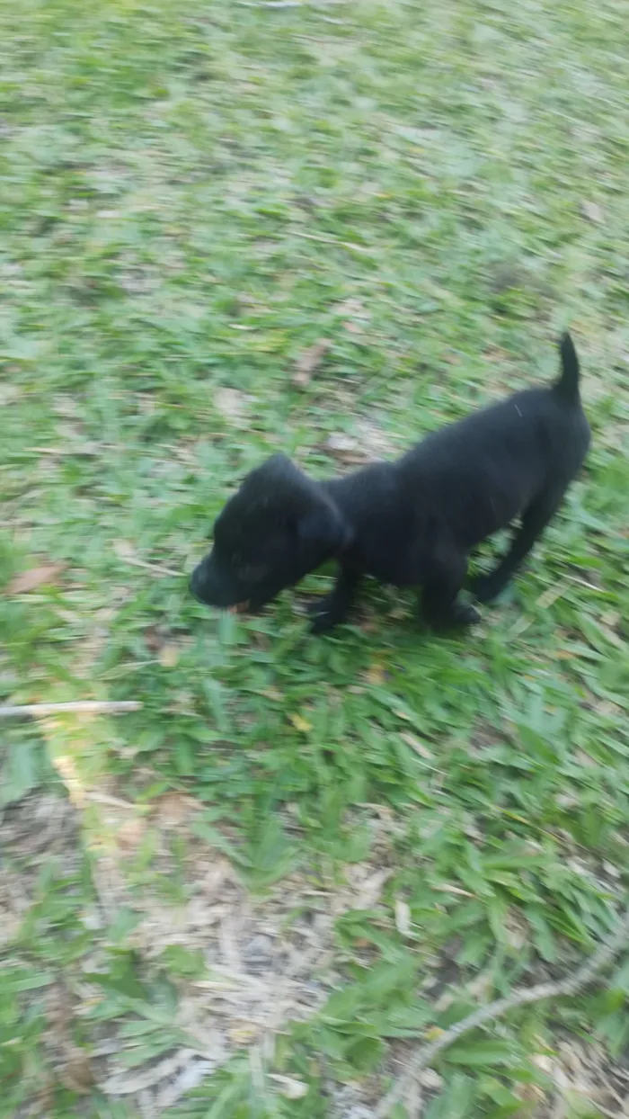 Cachorro raça SRD-ViraLata idade 2 a 6 meses nome pitoca