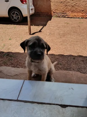 Cachorro raça SRD-ViraLata idade 2 a 6 meses nome Cacau