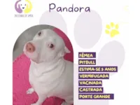 Cachorro raça Pit-Bull idade 5 anos nome Pandora 