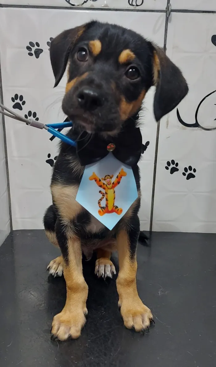 Cachorro raça SRD-ViraLata idade 2 a 6 meses nome Howl 