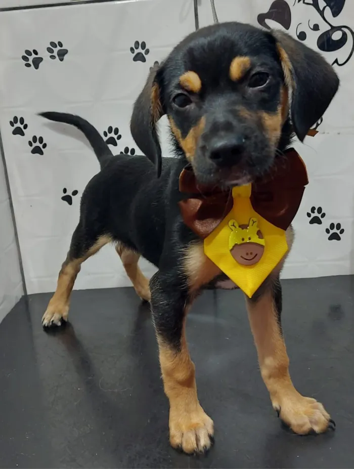 Cachorro raça SRD-ViraLata idade 2 a 6 meses nome Howl 