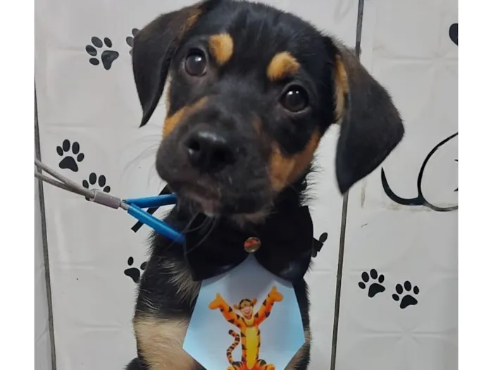 Cachorro raça SRD-ViraLata idade 2 a 6 meses nome Howl 