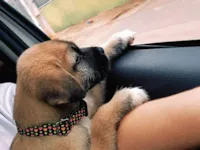 Cachorro raça SRD-ViraLata idade 2 a 6 meses nome Cacau