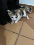 Gatinhos filhotes 