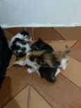 Gatinhos filhotes 