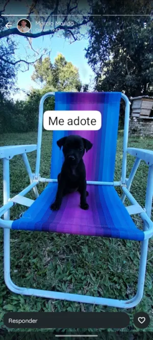 Cachorro raça SRD-ViraLata idade 2 a 6 meses nome pitoca