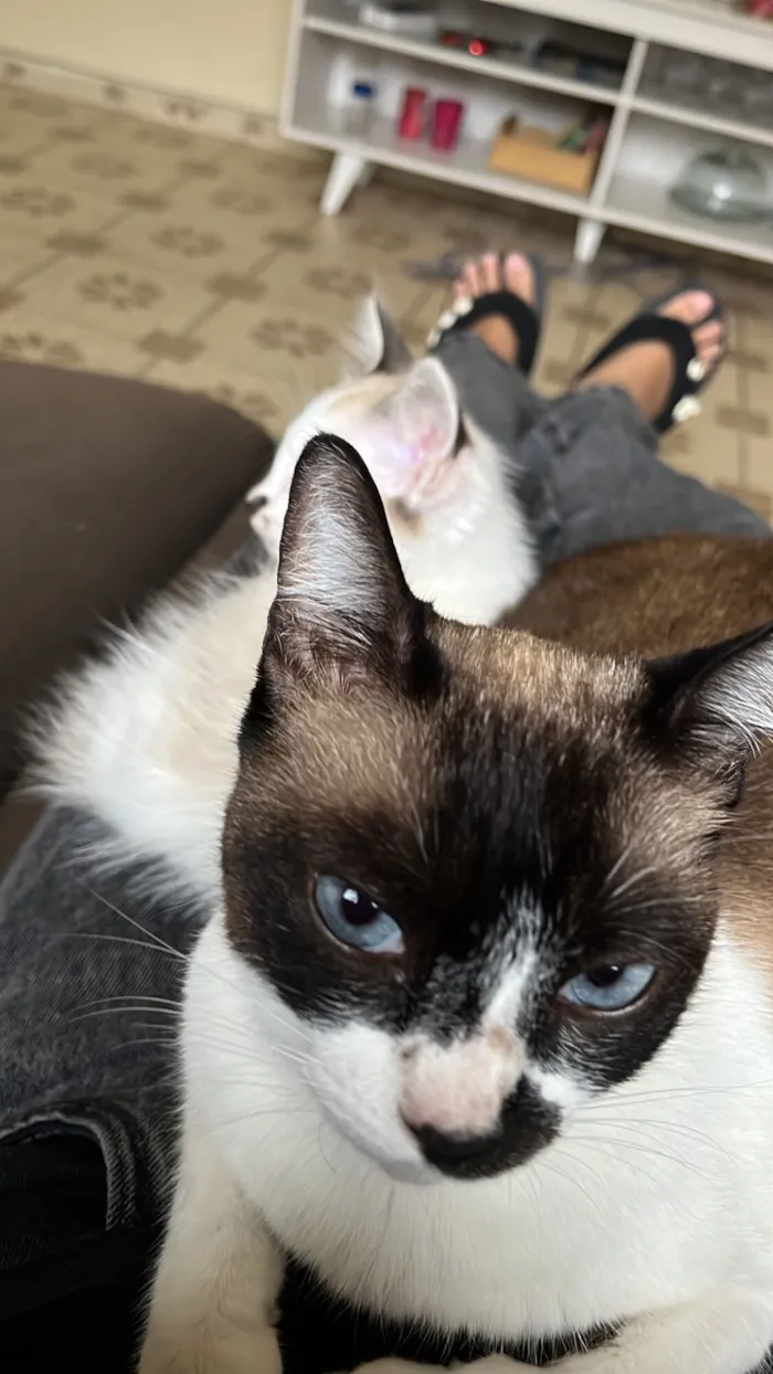 Gato raça SRD-ViraLata idade 5 anos nome Estrela