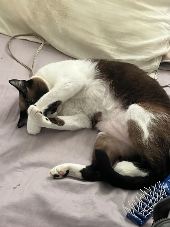 Gato raça SRD-ViraLata idade 5 anos nome Estrela