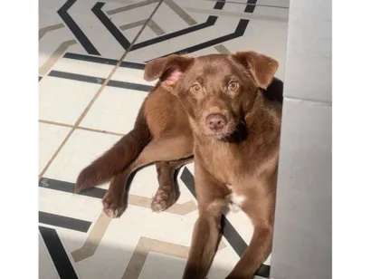 Cachorro raça SRD-ViraLata idade 1 ano nome Serena 