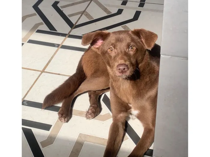 Cachorro raça SRD-ViraLata idade 1 ano nome Serena 