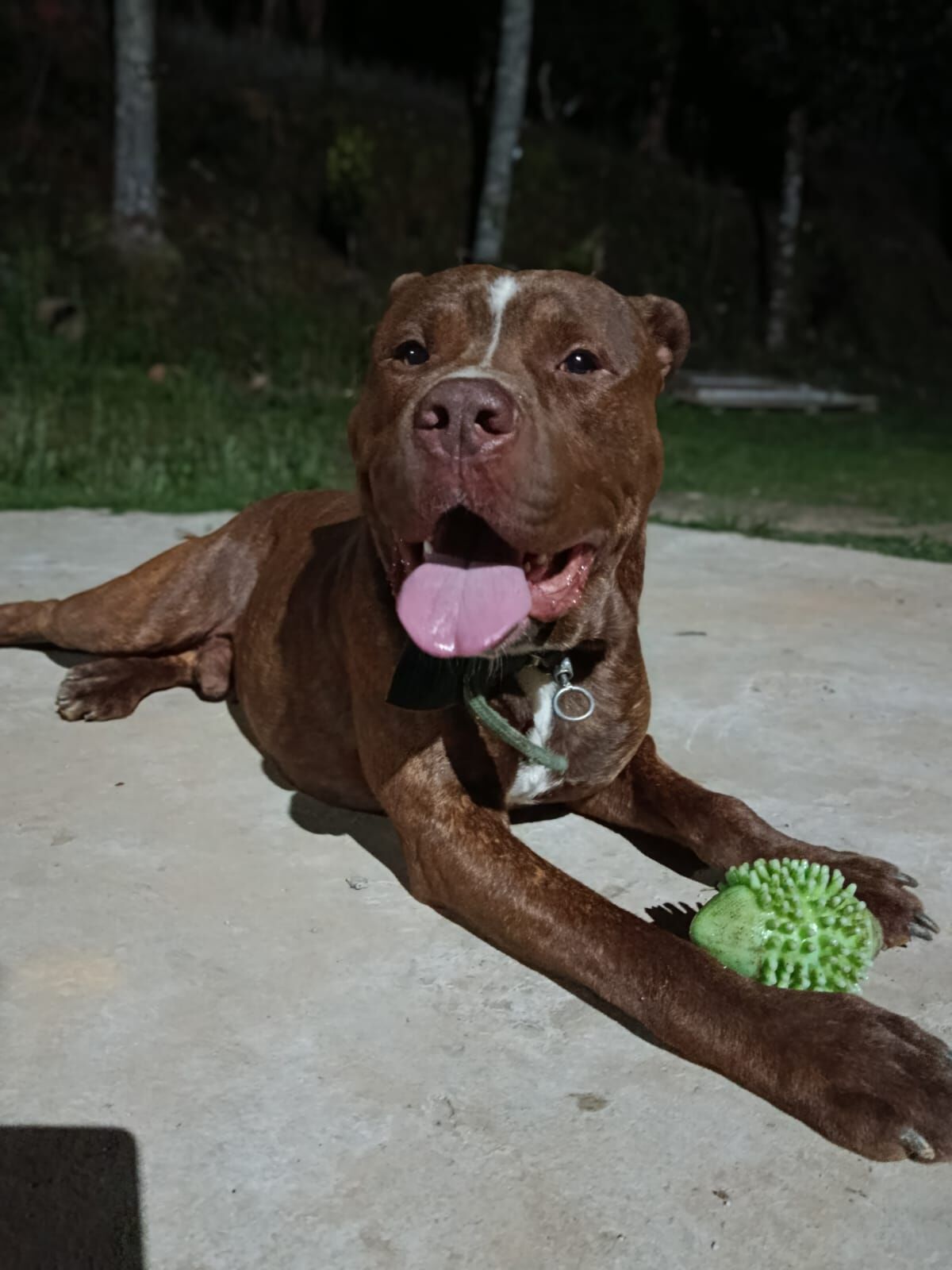 Cachorro raça Pit-Bull idade 2 anos nome Grandão