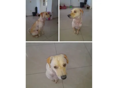 Cachorro raça SRD-ViraLata idade 3 anos nome caramela
