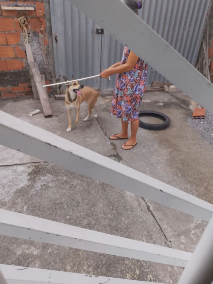 Cachorro raça Labrador idade 1 ano nome Chacha.
