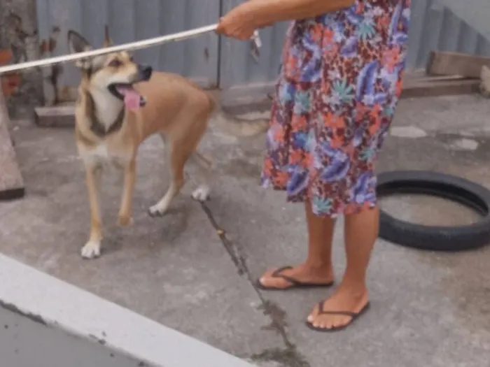 Cachorro raça Labrador idade 1 ano nome Chacha.