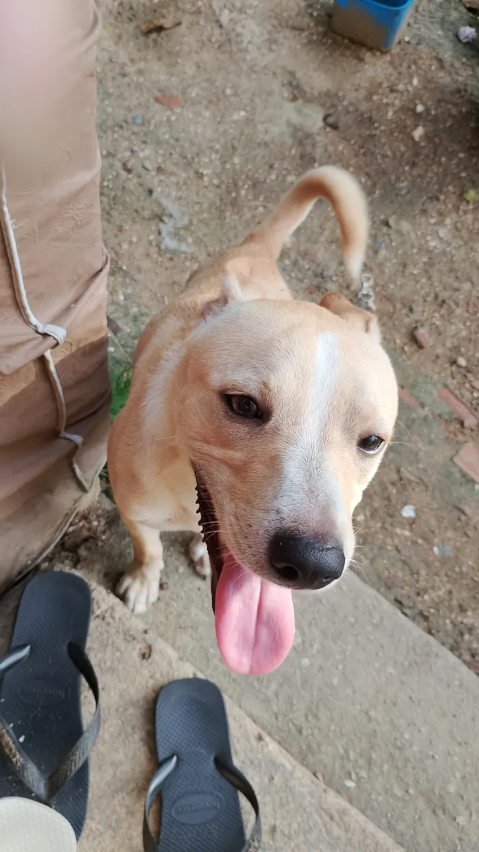 Cachorro raça SRD-ViraLata idade 1 ano nome Bolsonaro 