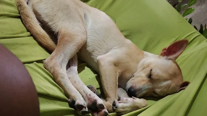 Cachorro raça SRD-ViraLata idade 1 ano nome Bolsonaro 