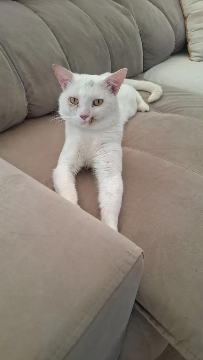 Gato raça SRD-ViraLata idade 1 ano nome guri