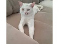 Gato raça SRD-ViraLata idade 1 ano nome guri