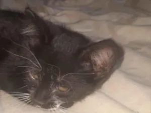 Gato raça SRD-ViraLata idade 2 a 6 meses nome Nina.Nini,Biscoito e Simba