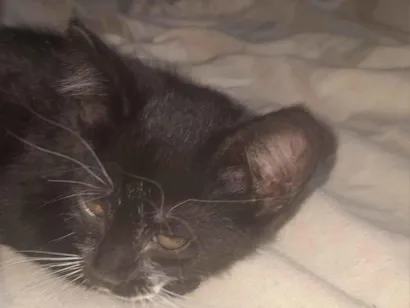 Gato raça SRD-ViraLata idade 2 a 6 meses nome Nina.Nini,Biscoito e Simba