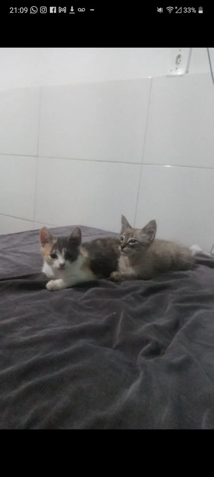 boni a mae e os outros dois e lili e tildo