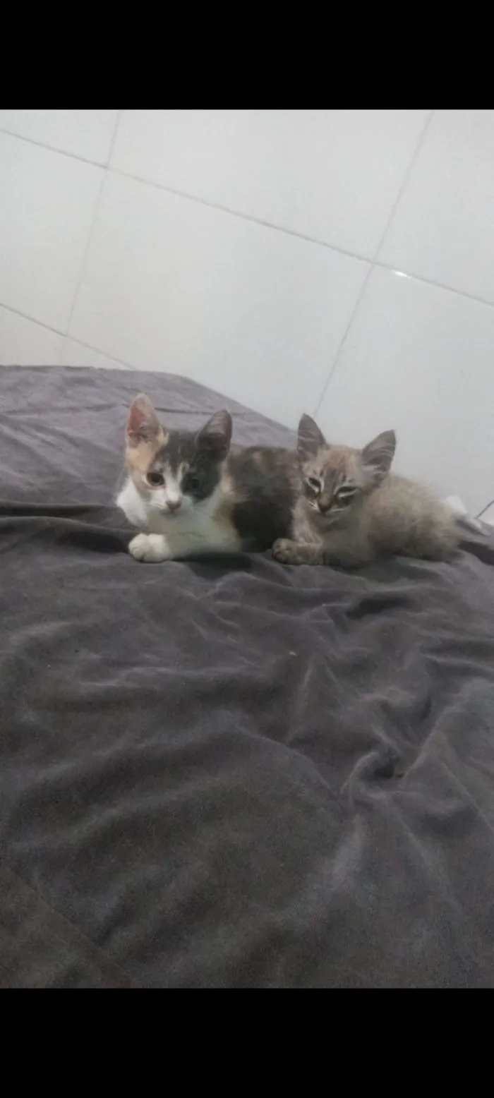 Gato raça SRD-ViraLata idade 2 a 6 meses nome boni a mae e os outros dois e lili e tildo