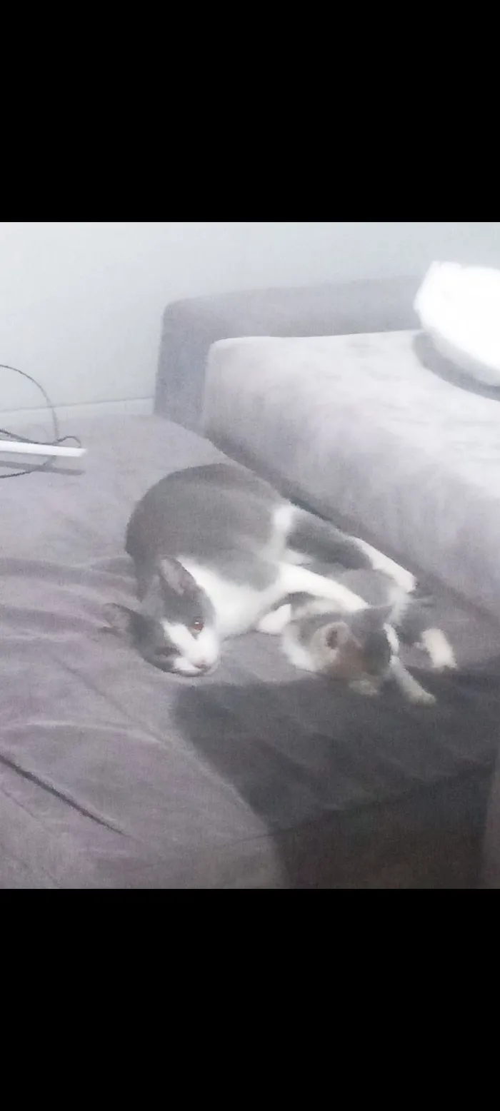 Gato raça SRD-ViraLata idade 2 a 6 meses nome boni a mae e os outros dois e lili e tildo