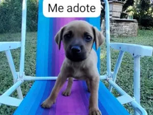 Cachorro raça SRD-ViraLata idade 2 a 6 meses nome Laika 