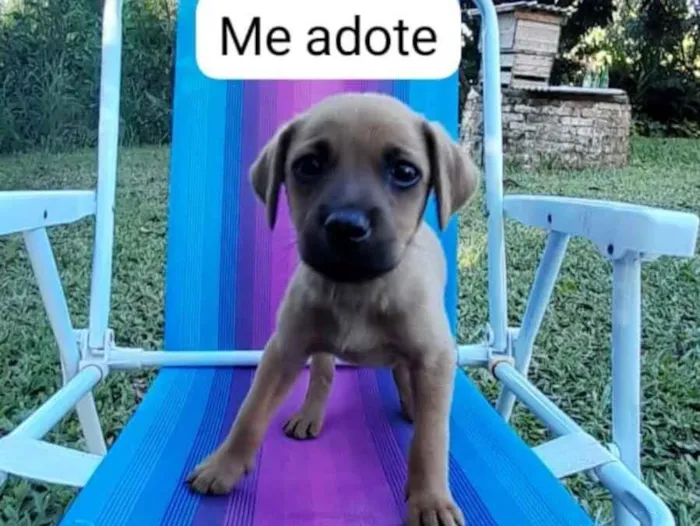 Cachorro raça SRD-ViraLata idade 2 a 6 meses nome Laika 