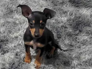 Cachorro raça Pinscher idade 2 a 6 meses nome Juninho